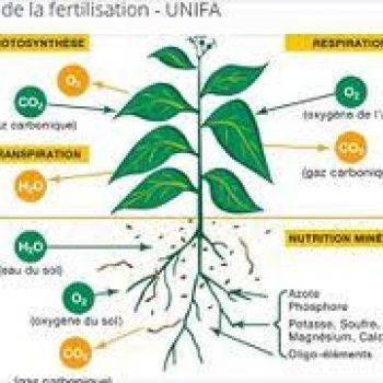 Fertilisation des sols